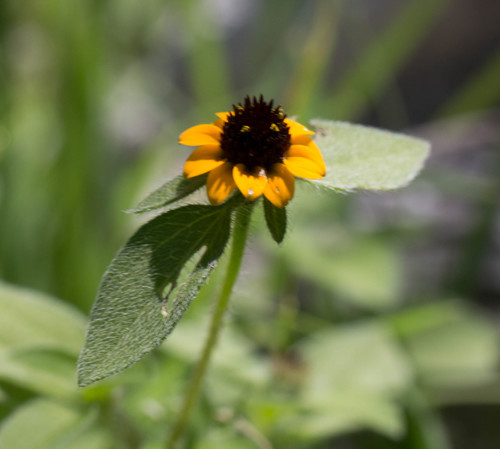 Mexican Creeping Zinnia