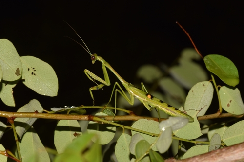 Omomantis tigrina