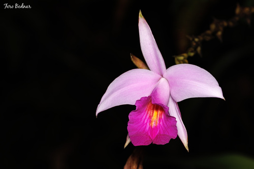 Arundina graminifolia