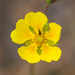 Potentilla ranunculoides - Photo (c) Anne, all rights reserved