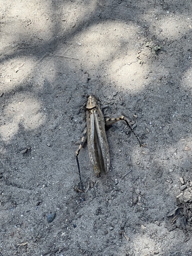 iNaturalist observation photo of Gray Bird Grasshopper