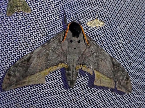 Acanthosphinx guessfeldti
