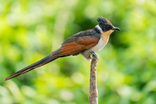 Chestnut-winged Cuckoo