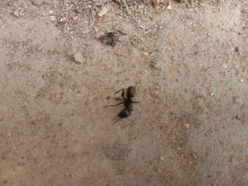 Japanese Carpenter Ant