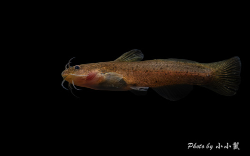 Speckled Madtom