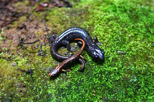 Wandering Salamander