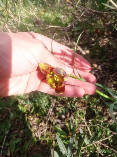 Fritillaria oranensis
