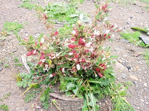 Astragalus armatus