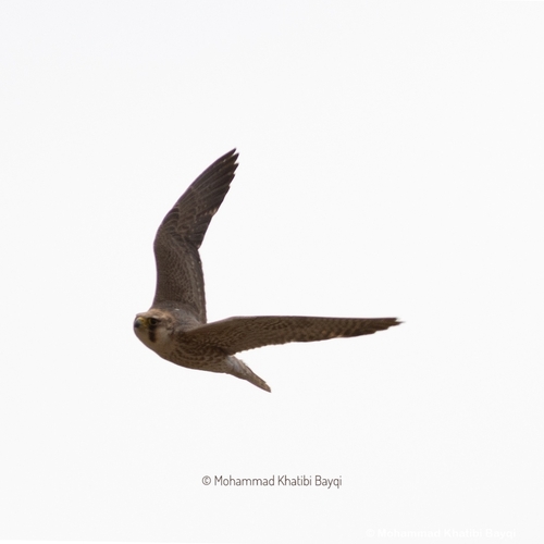 Red-capped Peregrine Falcon