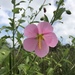 Saltmarsh Mallow - Photo (c) Emily Murrell, all rights reserved, uploaded by Emily Murrell