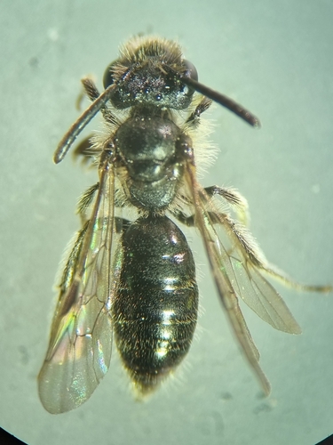Andrena impunctata