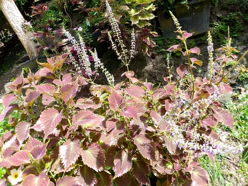 Coleus