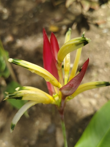 Parrot's Beak
