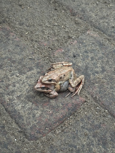 Taihang Brown Frog