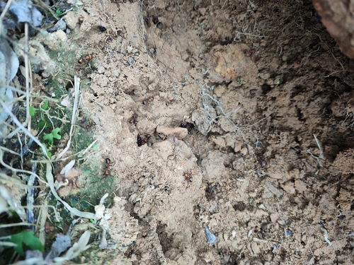 Nicobar Carpenter Ant