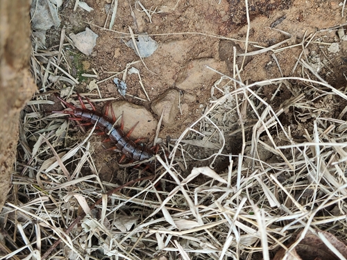 Vietnamese Centipede