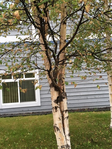 Alaska Paper Birch