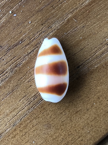 Little Ass Cowry — seen at this dive site