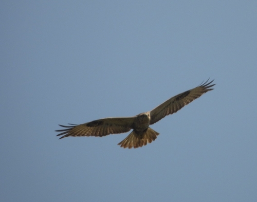 Long-legged Buzzard
