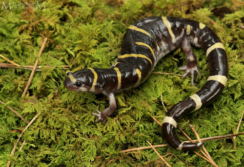 Ringed Salamander