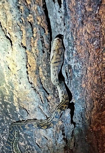 Australian Scrub Python sighting