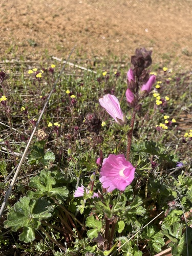 iNaturalist observation photo of checkerbloom