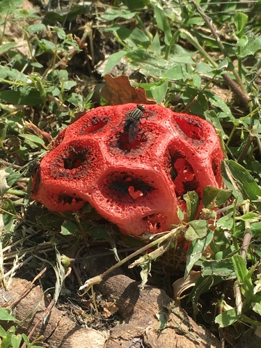 Wiffle Ball Stinkhorn
