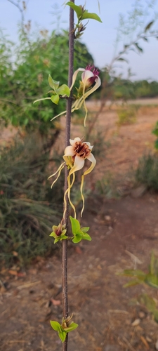 Strophanthus sarmentosus