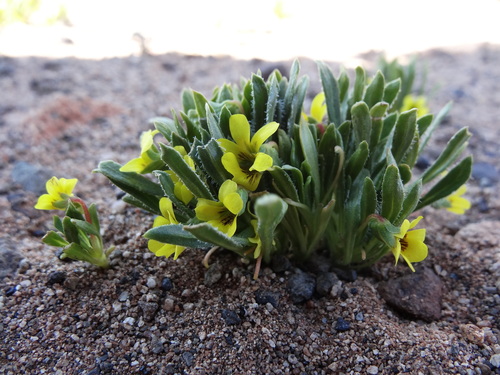 Viola polypoda