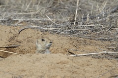 Black-tailed Prairie Dog
