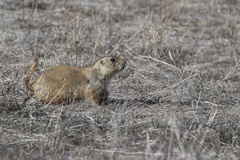 Black-tailed Prairie Dog