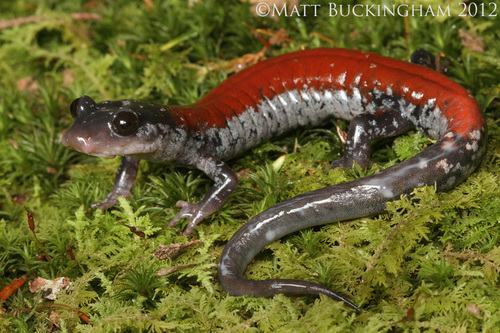 Yonahlossee Salamander
