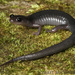 Salamandra de Mejillas Grises Norteña - Photo (c) mattbuckingham, todos los derechos reservados, subido por mattbuckingham