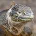 Iguana Terrestre de Las Galápagos - Photo (c) Cameron Harper, todos los derechos reservados, uploaded by Cameron Harper