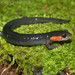 Salamandra de Mejillas Rojas - Photo (c) mattbuckingham, todos los derechos reservados, subido por mattbuckingham