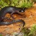 Southern Gray-cheeked Salamander - Photo (c) mattbuckingham, all rights reserved, uploaded by mattbuckingham