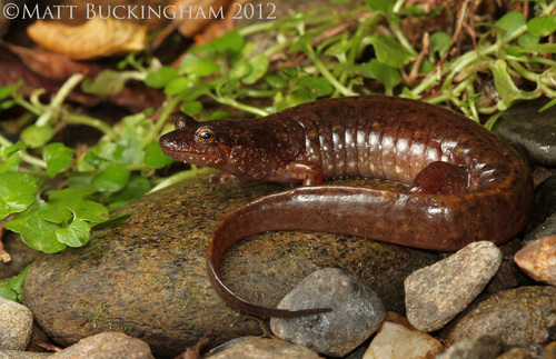 Santeetlah Dusky Salamander