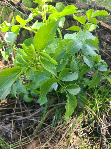 iNaturalist observation photo of blue elder