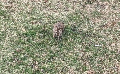New England Cottontail observed by highway2thebufferzone