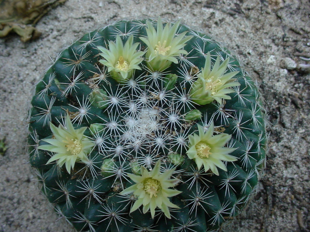 Mammillaria gaumeri  iNaturalist