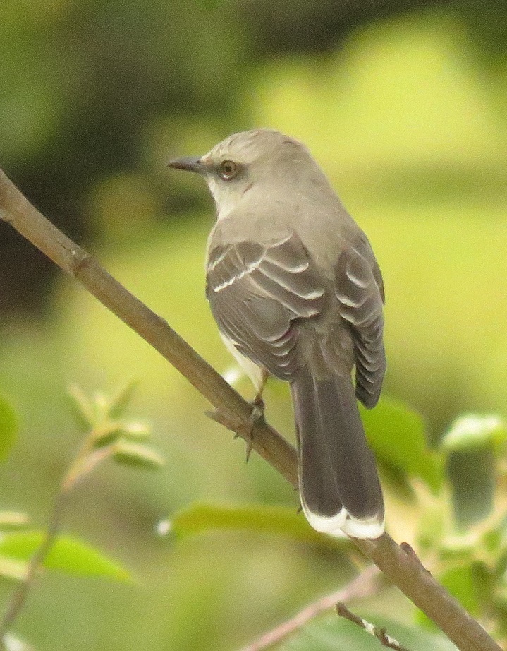 Mirla blanca (Biodiversidad de la vereda Canica) · iNaturalist