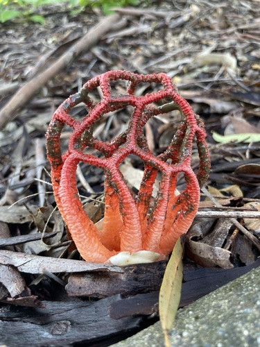 Colus pusillus (Berk.) Reichert