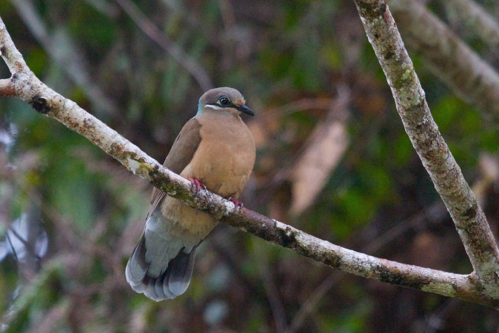 White-eared Brown-Dove