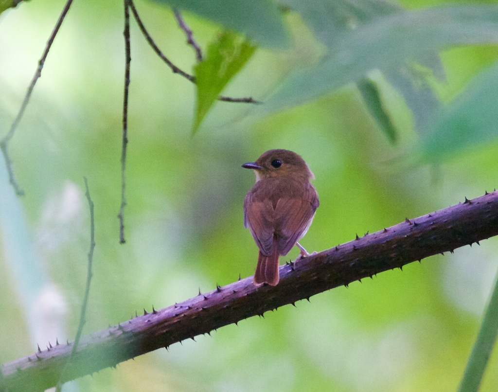 Cryptic Flycatcher photo