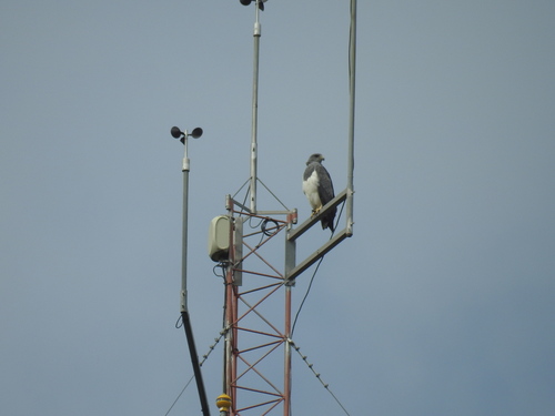 Black-chested Buzzard-Eagle