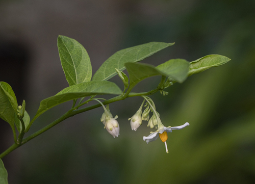Solanum caavurana