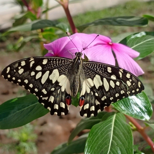 Lime Swallowtail