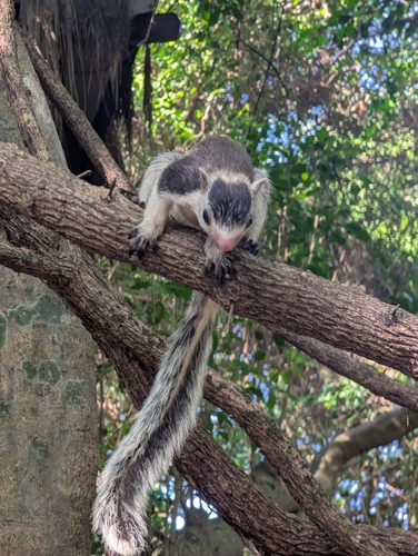 Sri Lankan Giant Squirrel