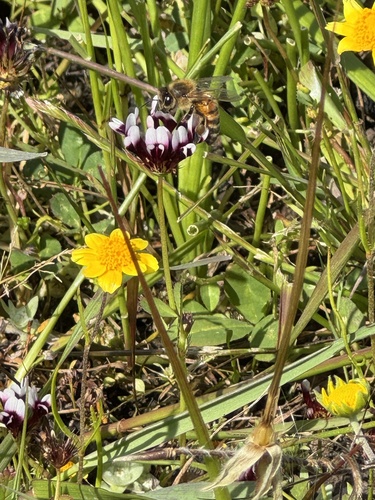 iNaturalist observation photo of Western Honey Bee
