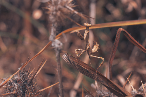 Pseudovates tolteca